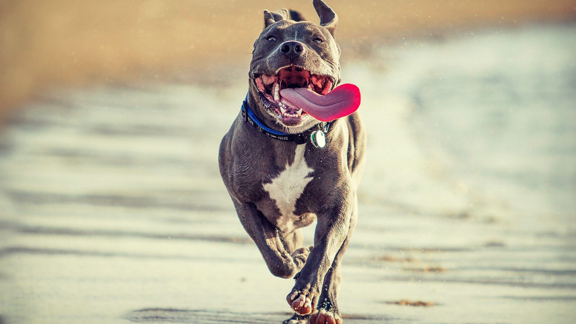 Радостный питбуль бежит