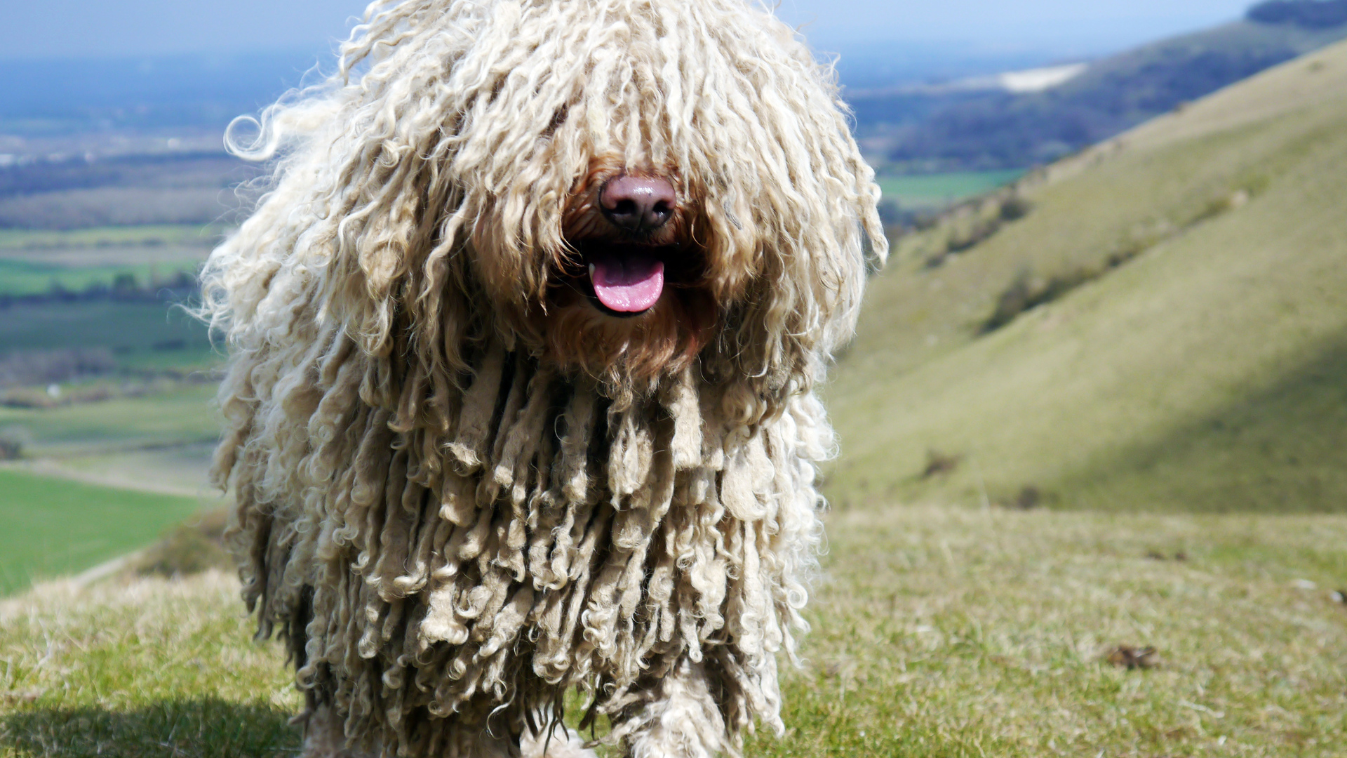 Комондор в горах