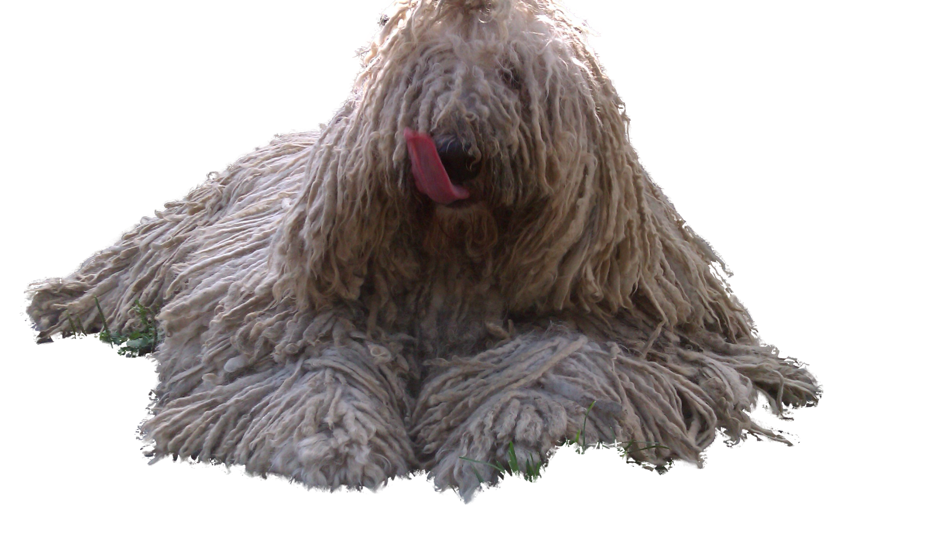 Комондор показывает язык