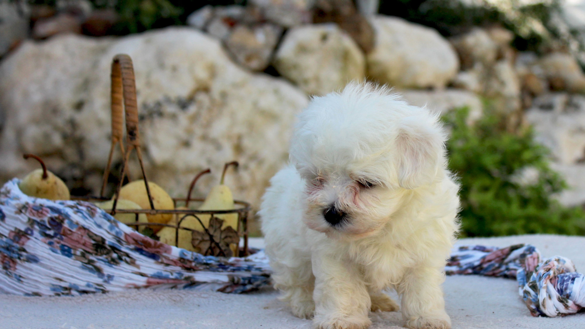 Болонка и корзина фруктов