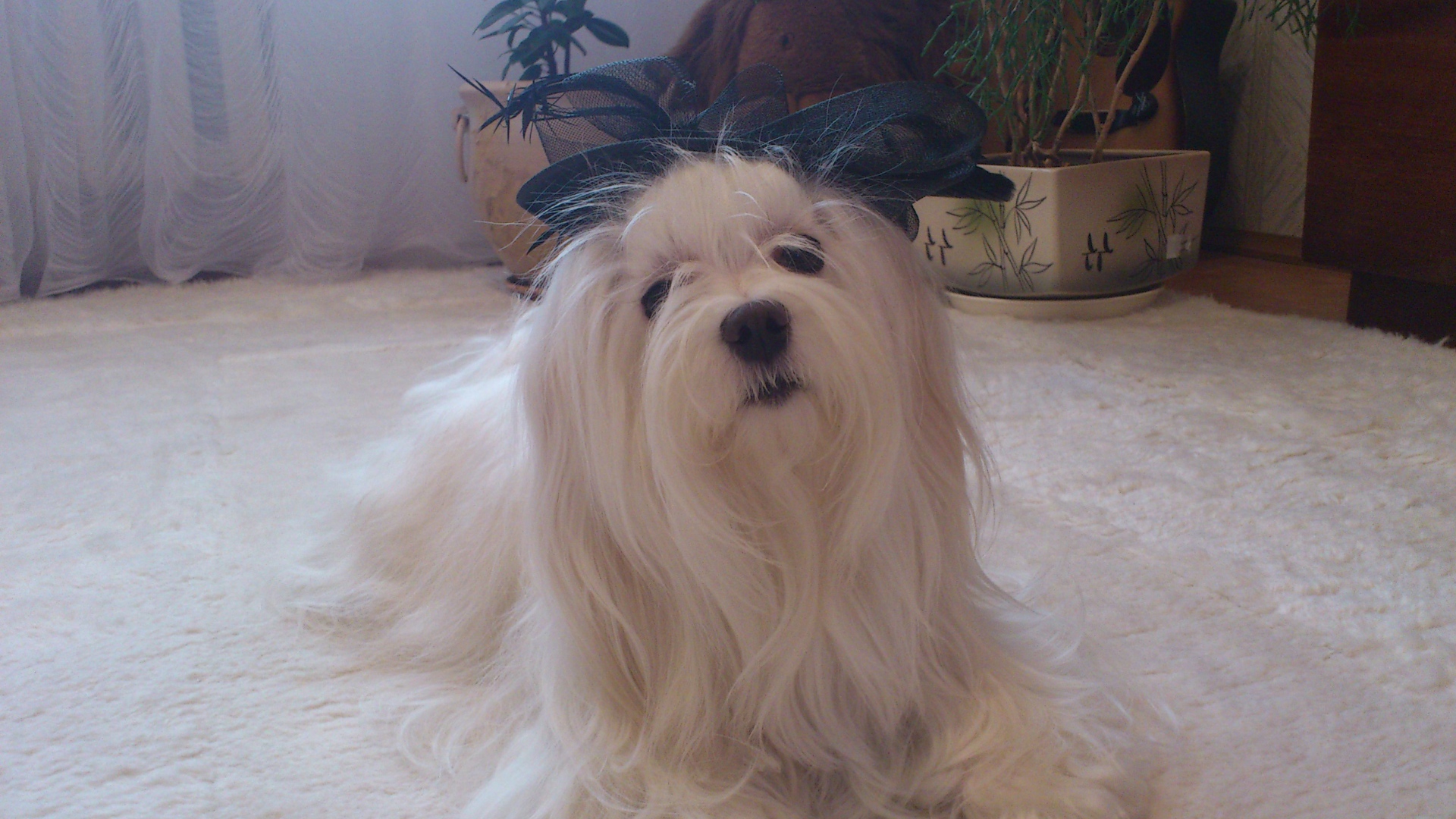 Болонка в квартире