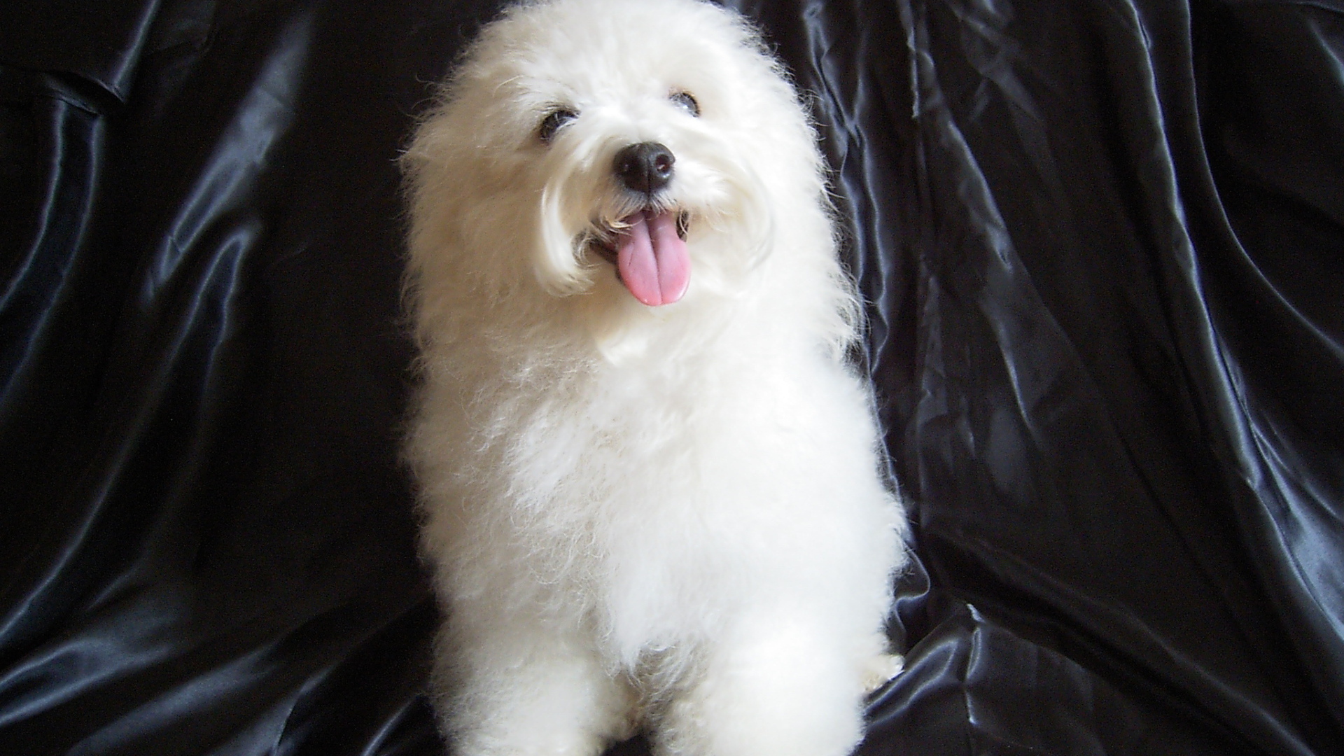 Болонка на чёрном фоне