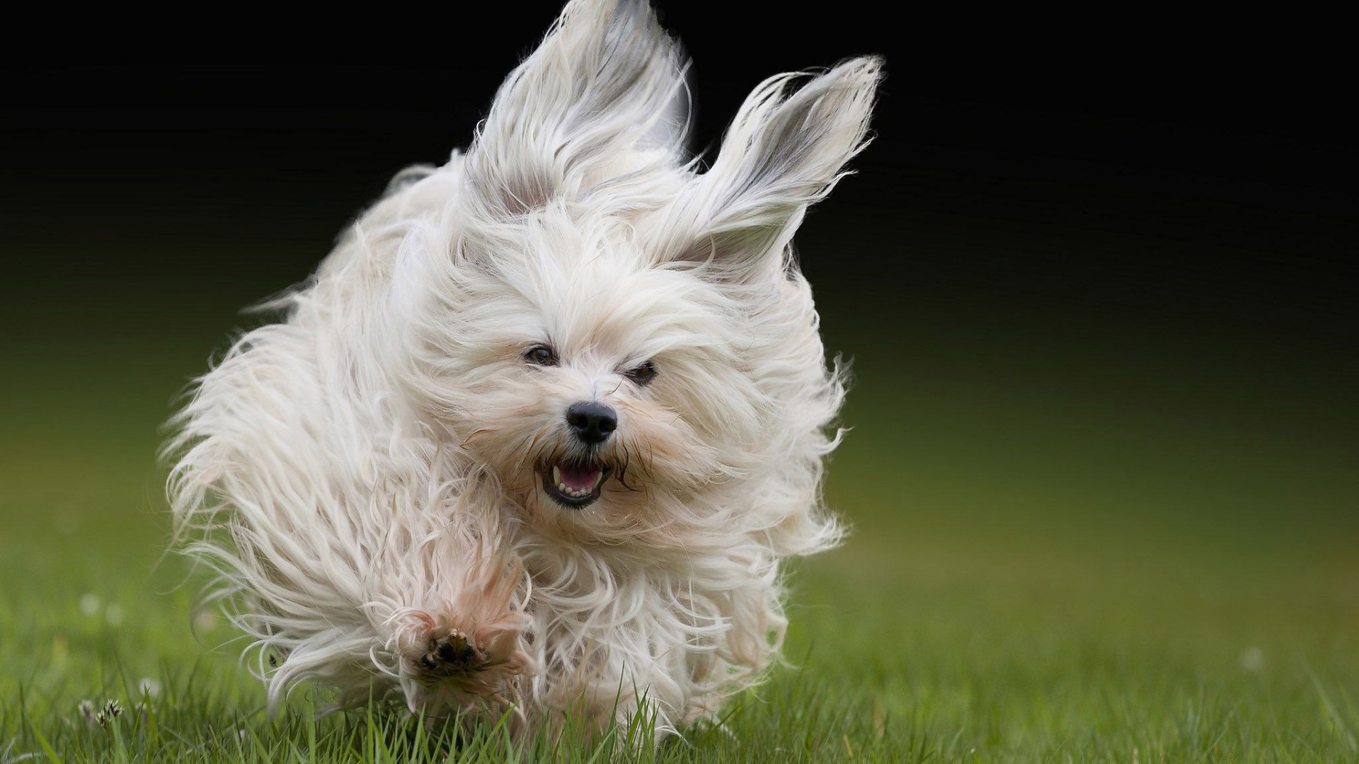 Болонка бежит по траве