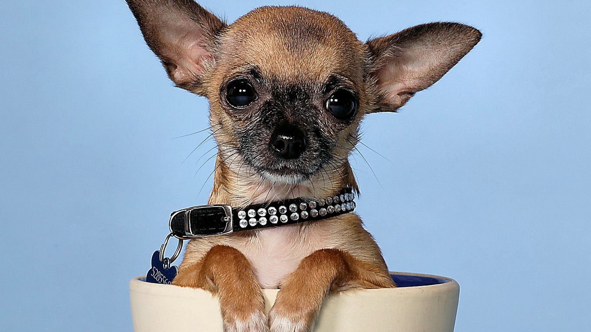 Маленькая чихуахуа в чашке