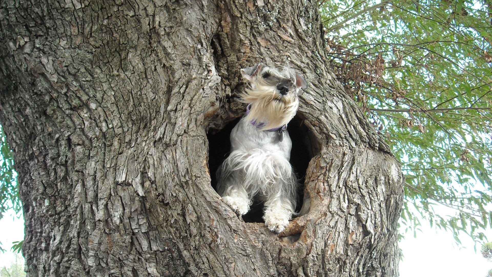 Маленький шнауцер на дереве
