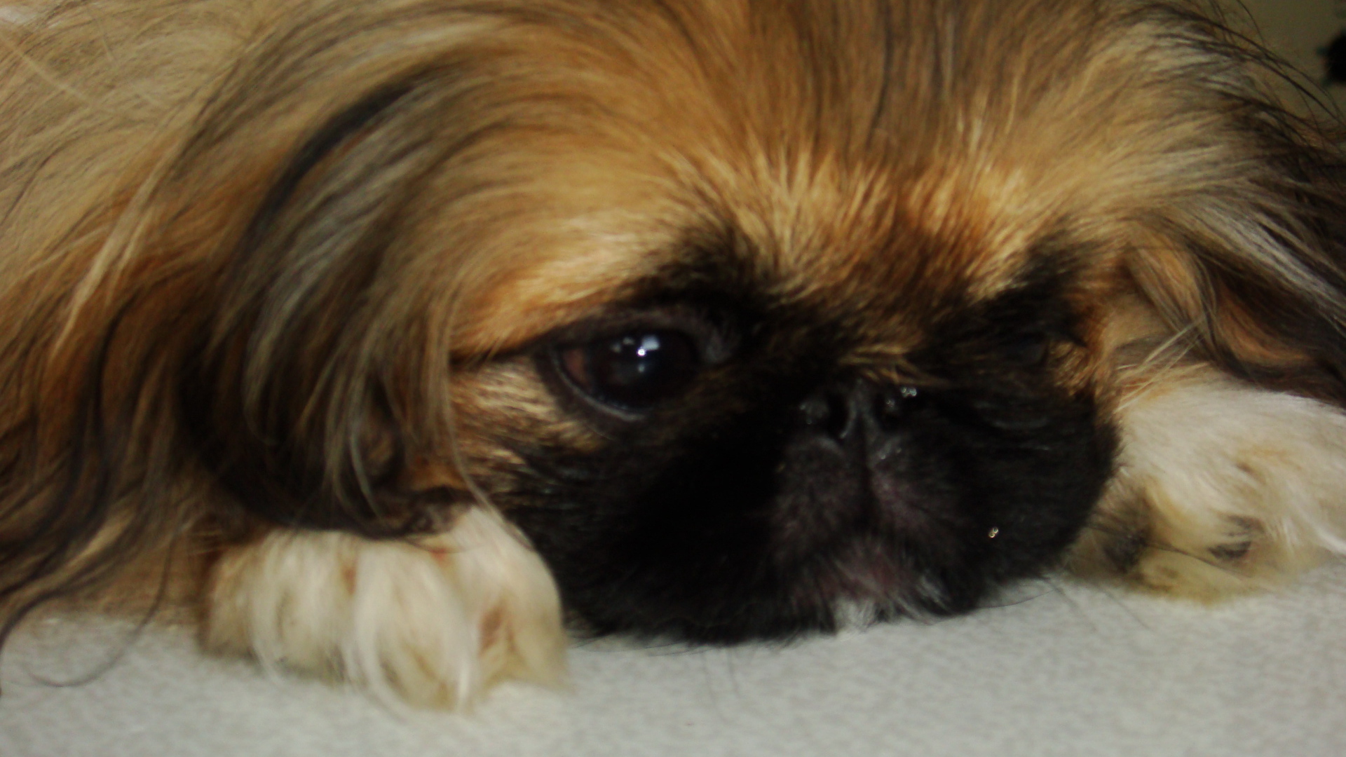 Маленькая девочка пекинес