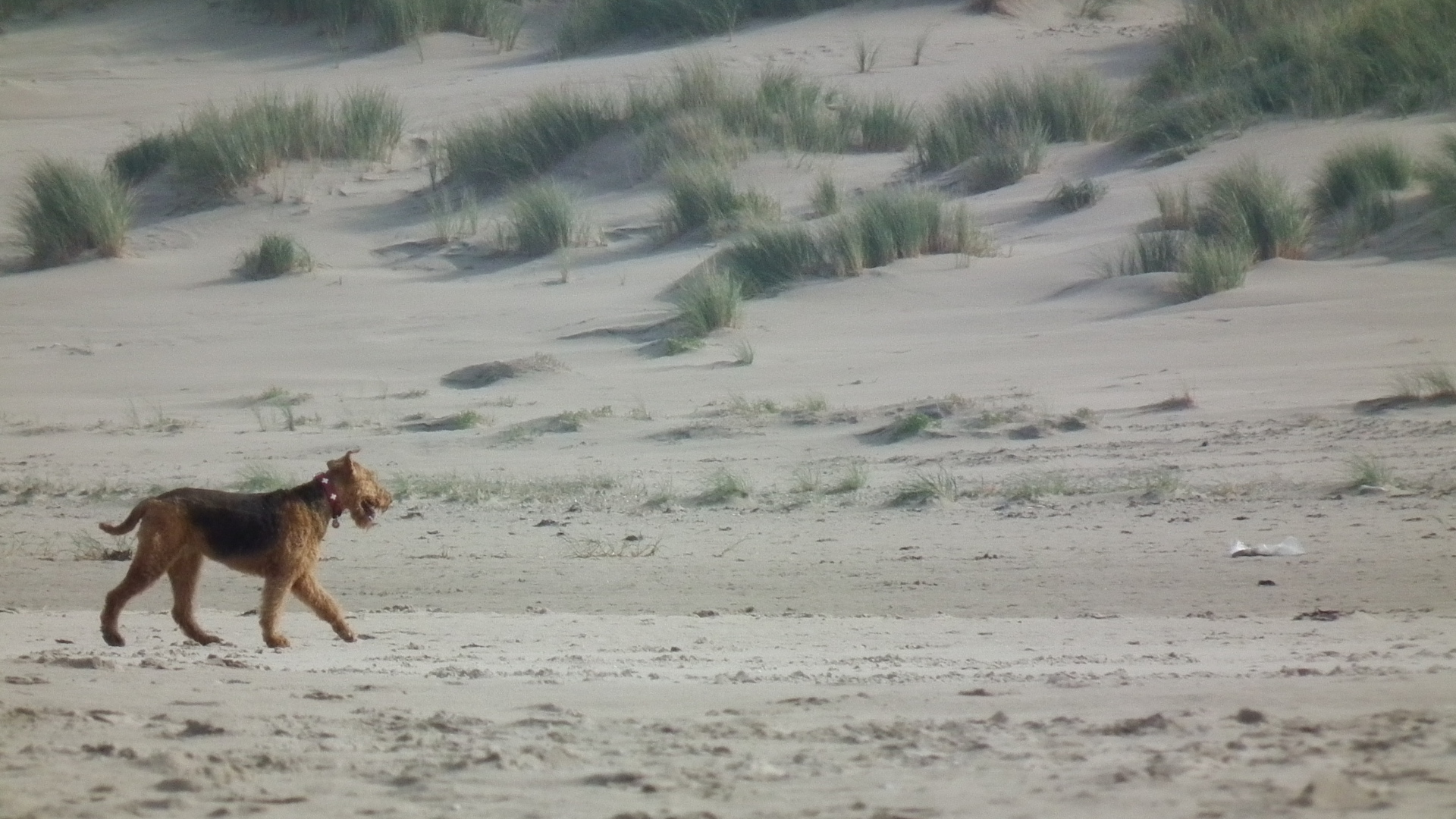 Одинокий эрдельтерьер в пустыне