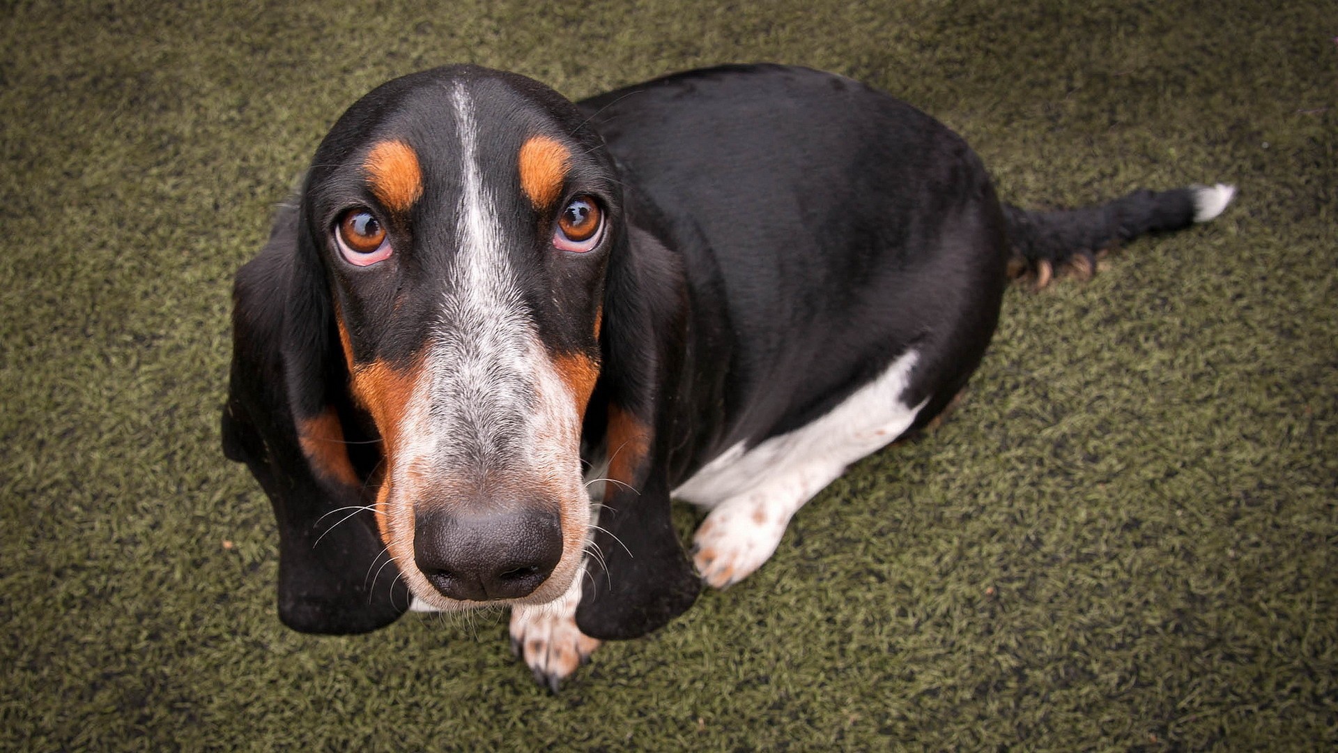 Преданный пес