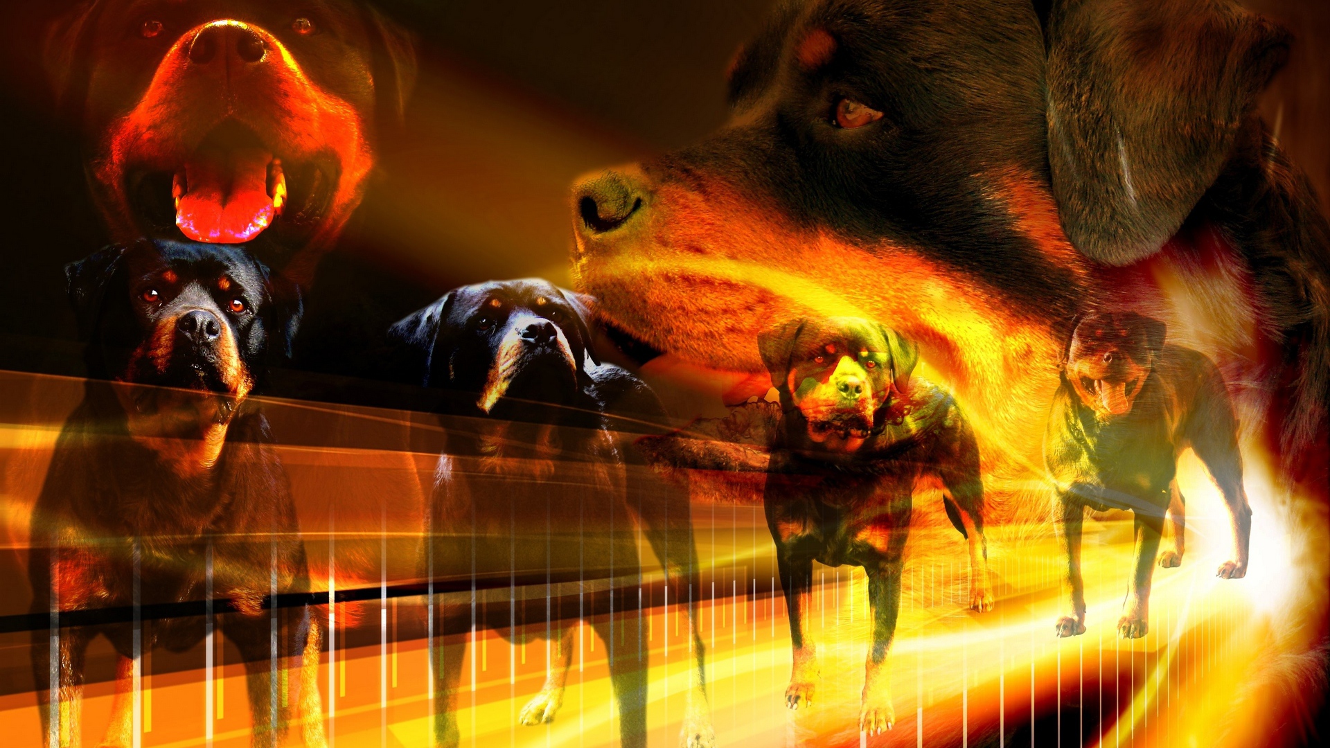 Много собак ротвейлеров