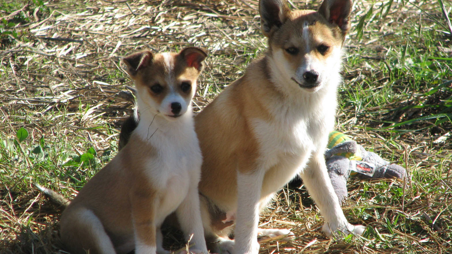 Мама норвежский лундехунд с щенком