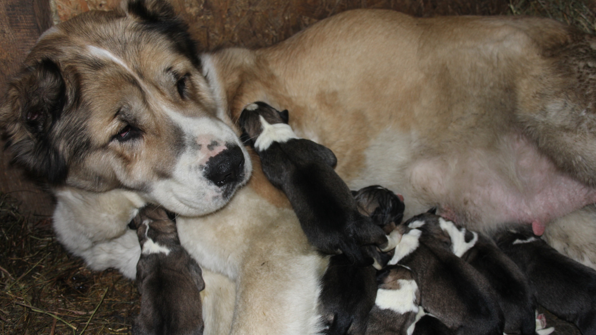 Мама алабай с щенками