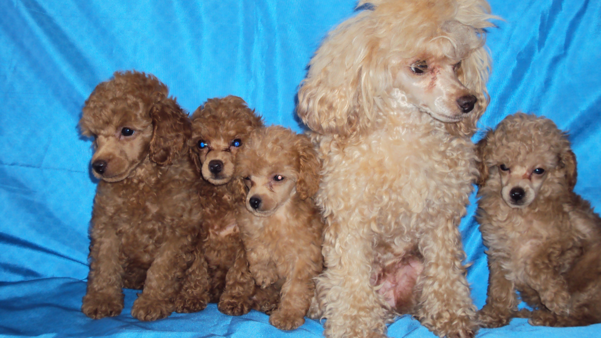 Мама пудель с щенками