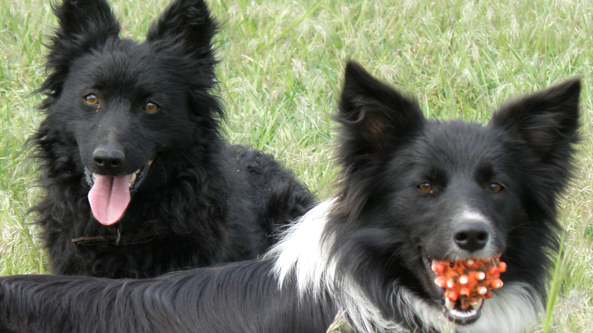 Собаки муди с игрушкой