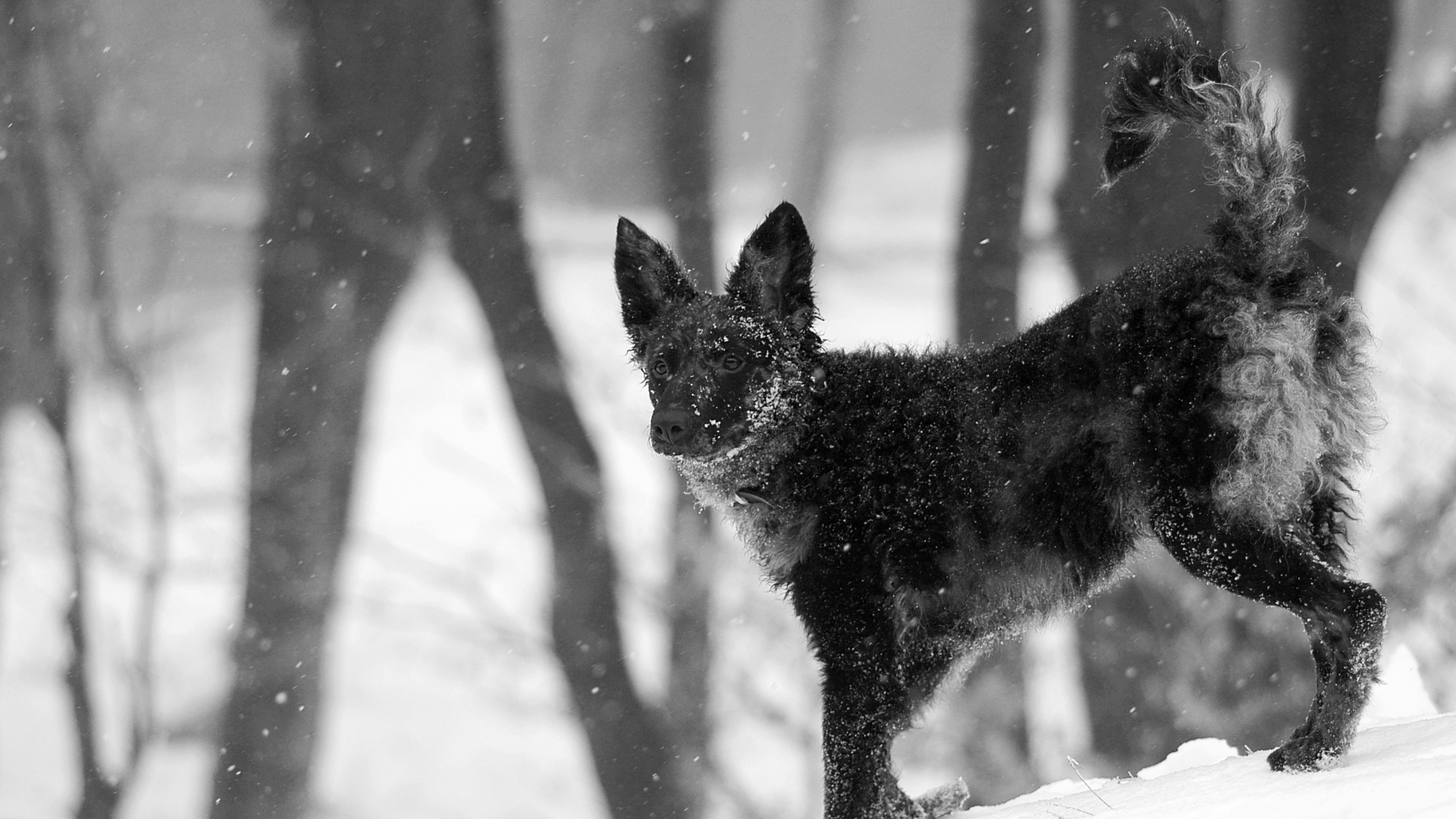 Муди на снегу