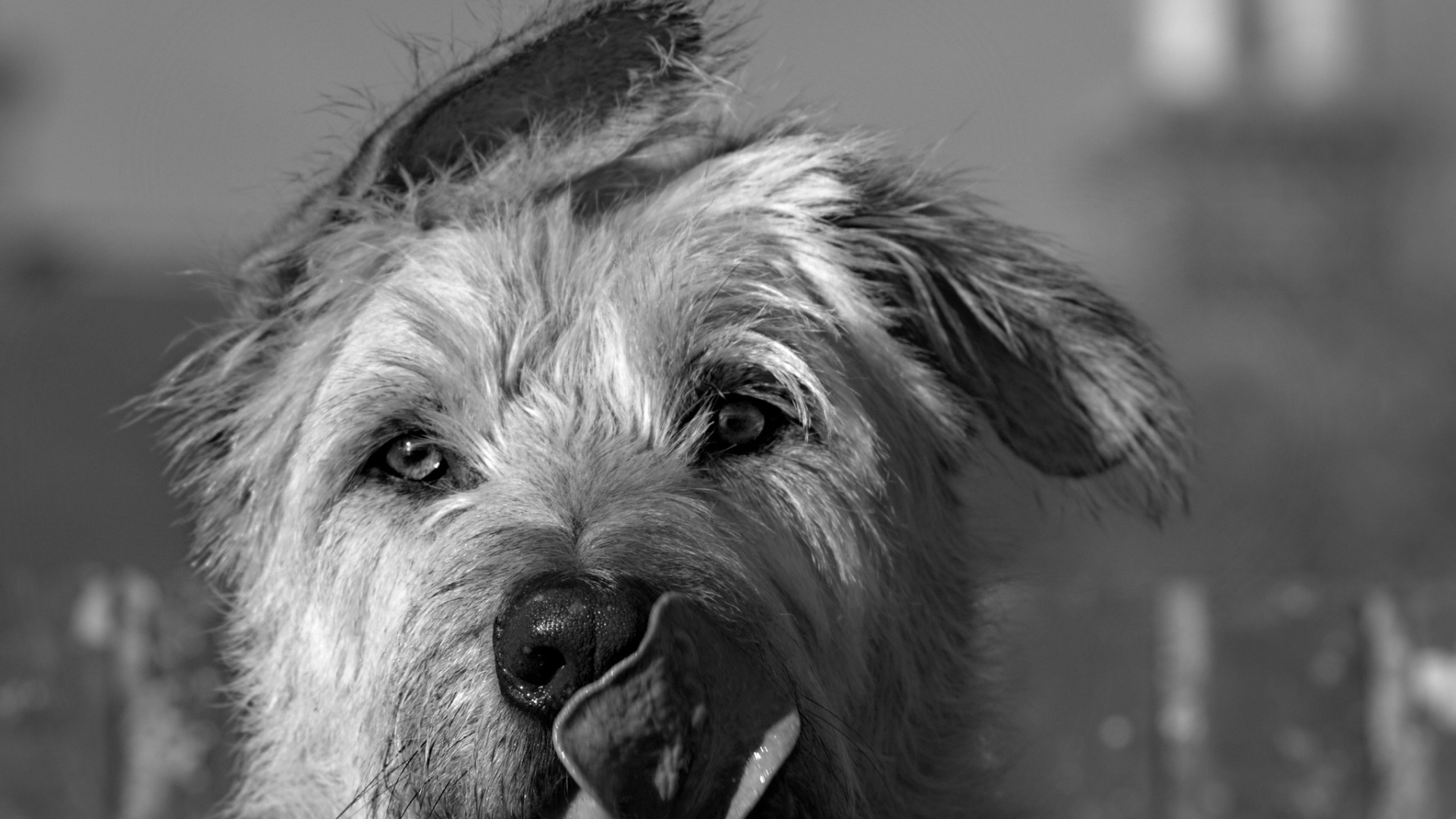 Мордочка ирландского волкодава