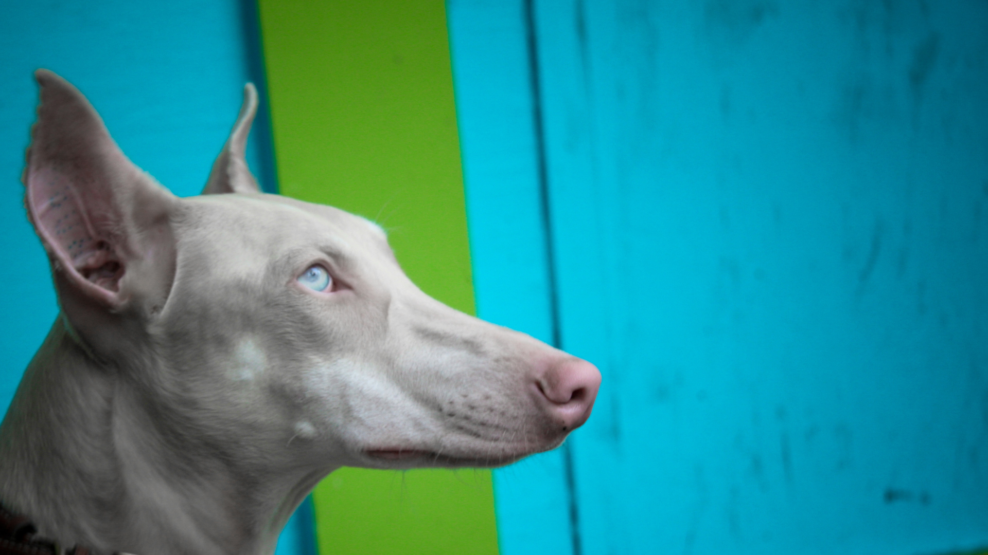 Морда серой фараоновой собаки