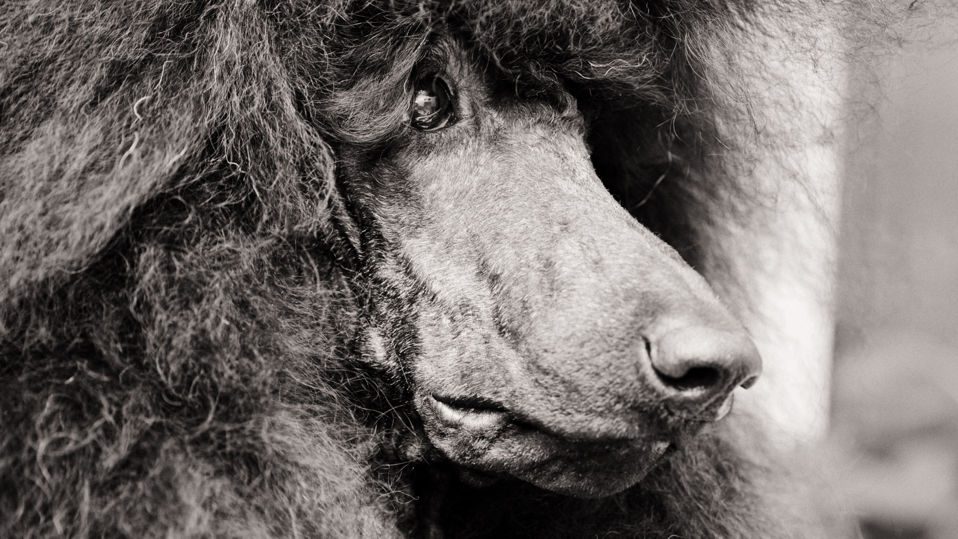 Морда черного пуделя