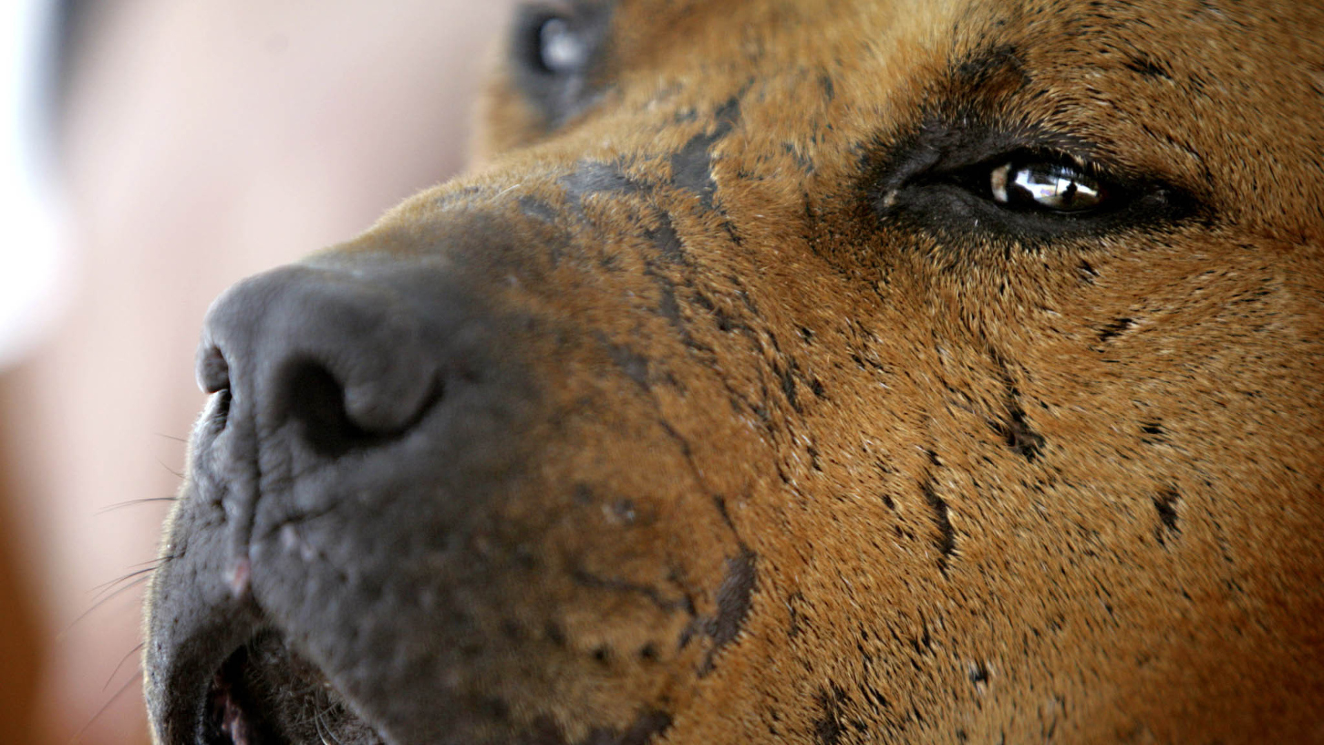 Морда старого питбуля