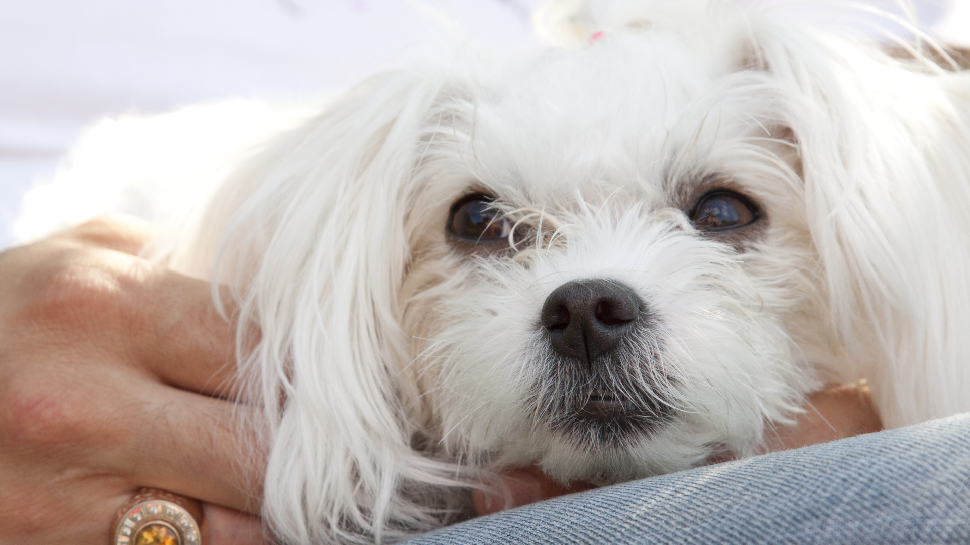 Мордочка белой болонки