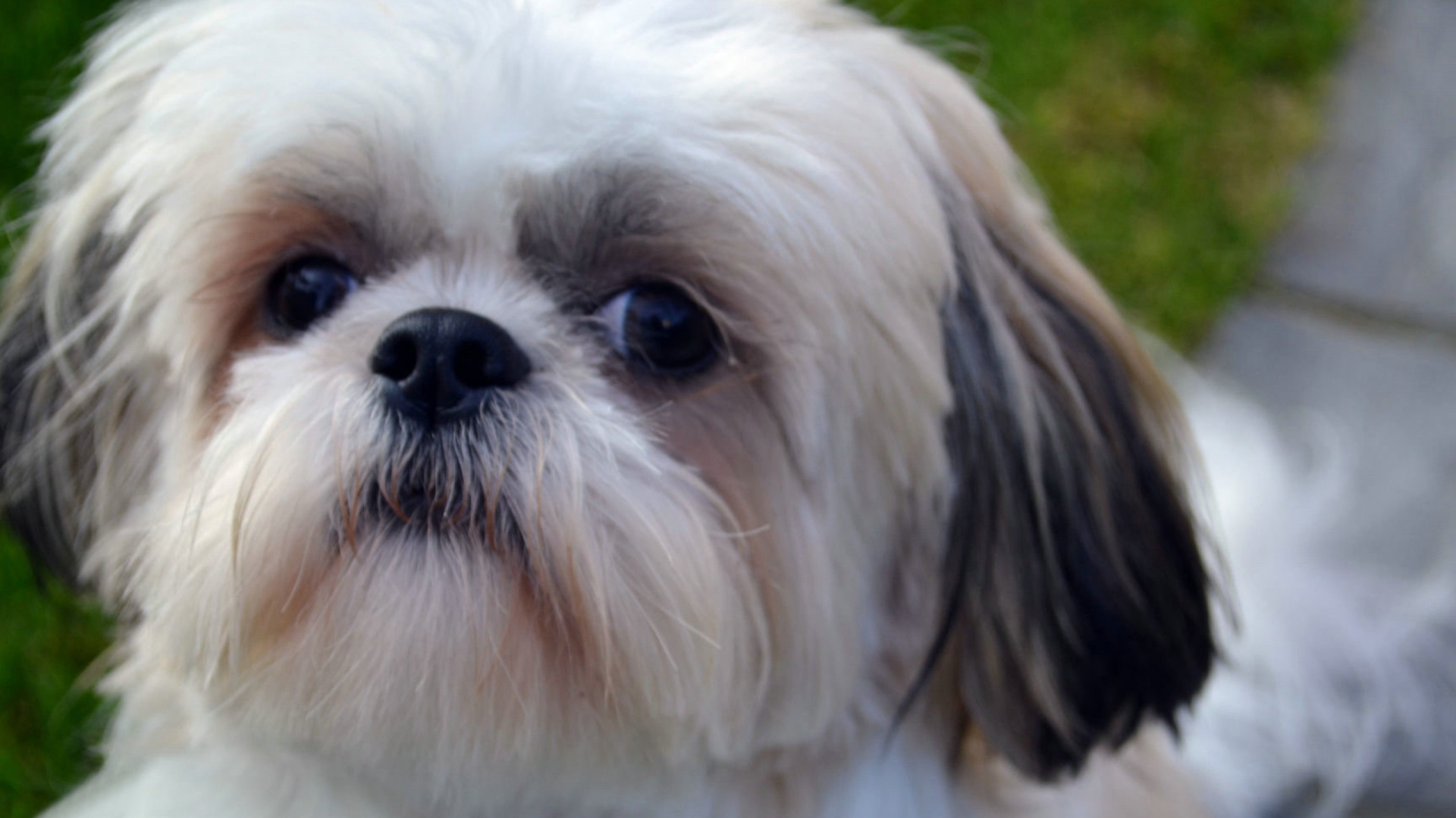 Морда белого шитцу