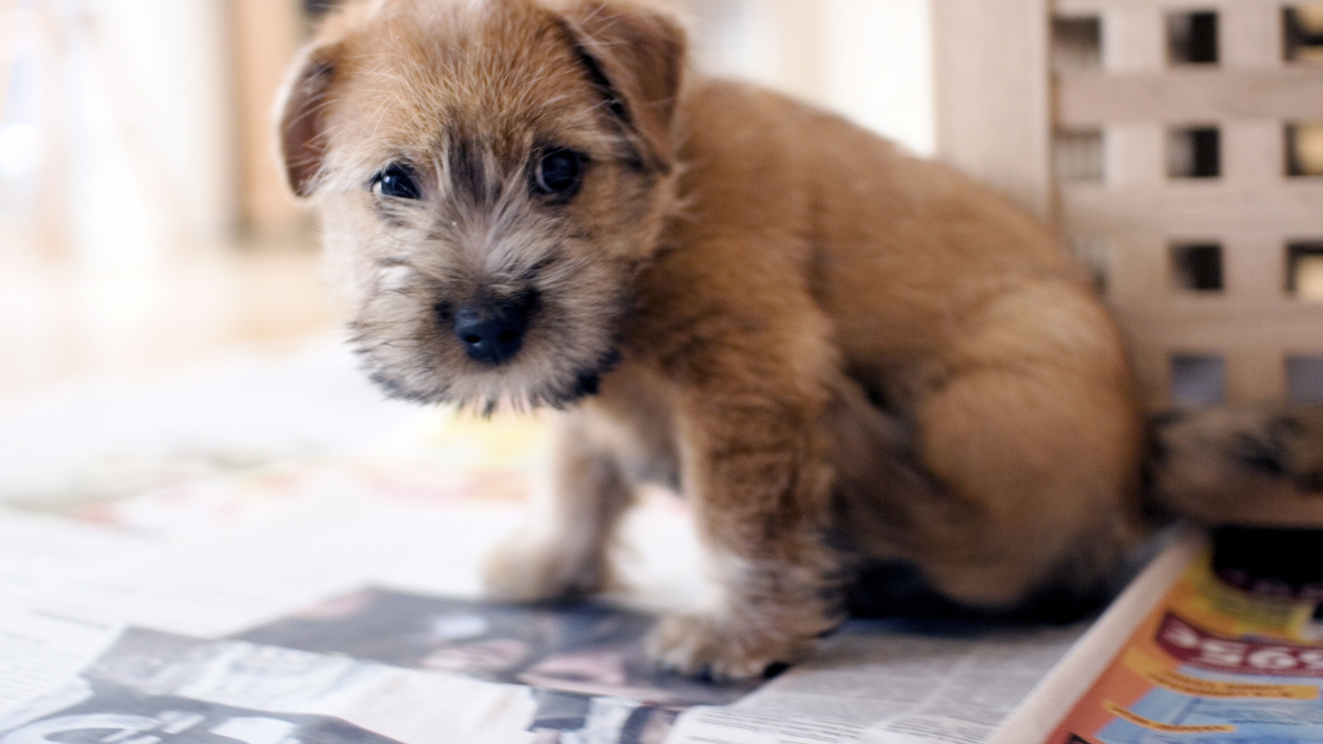 Красивый щенок норфолк терьер