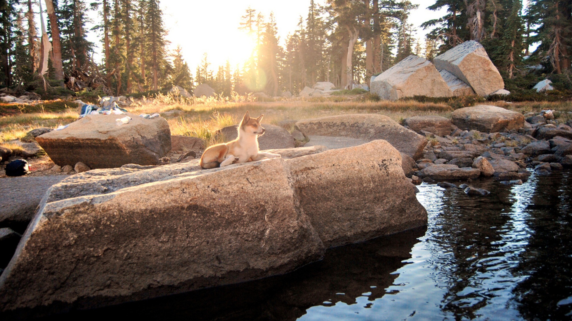 Норвежский лундехунд у воды