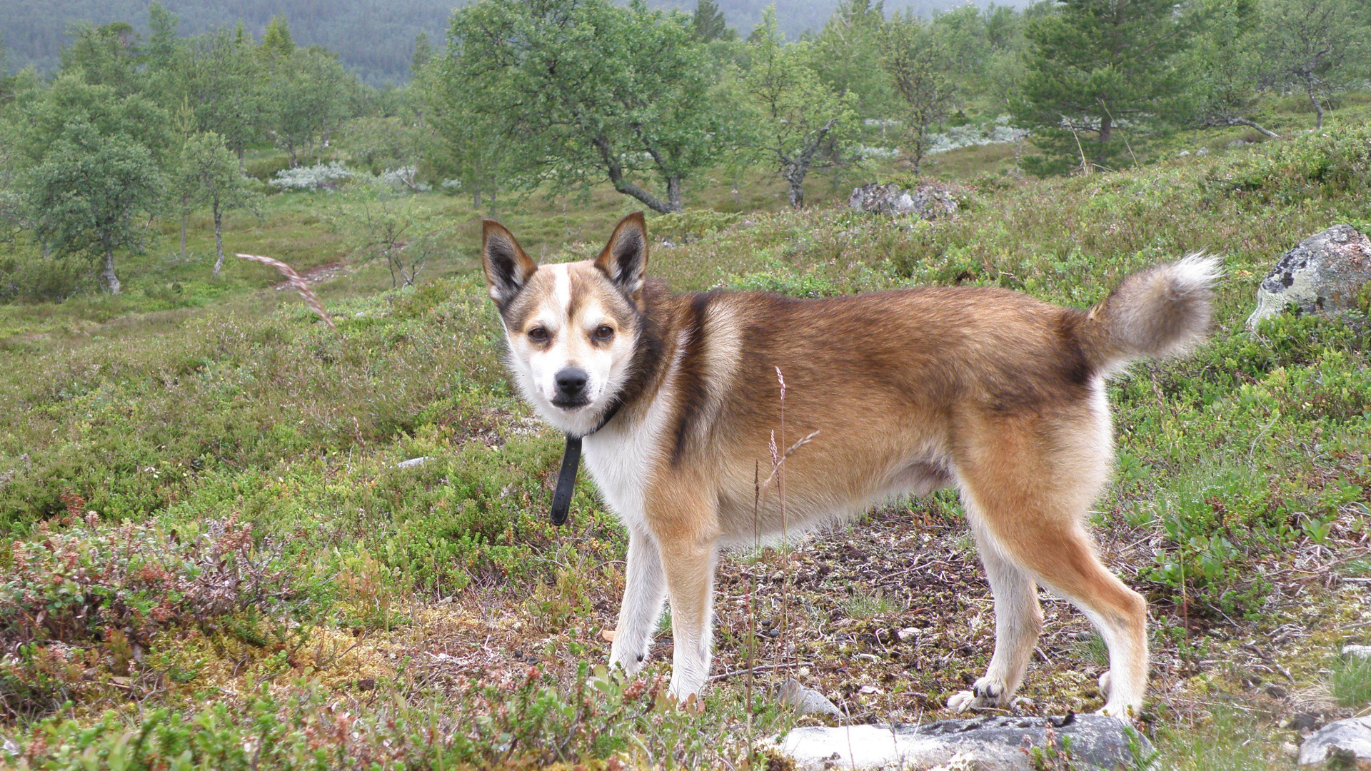 Строгий взгляд норвежского лундехунда