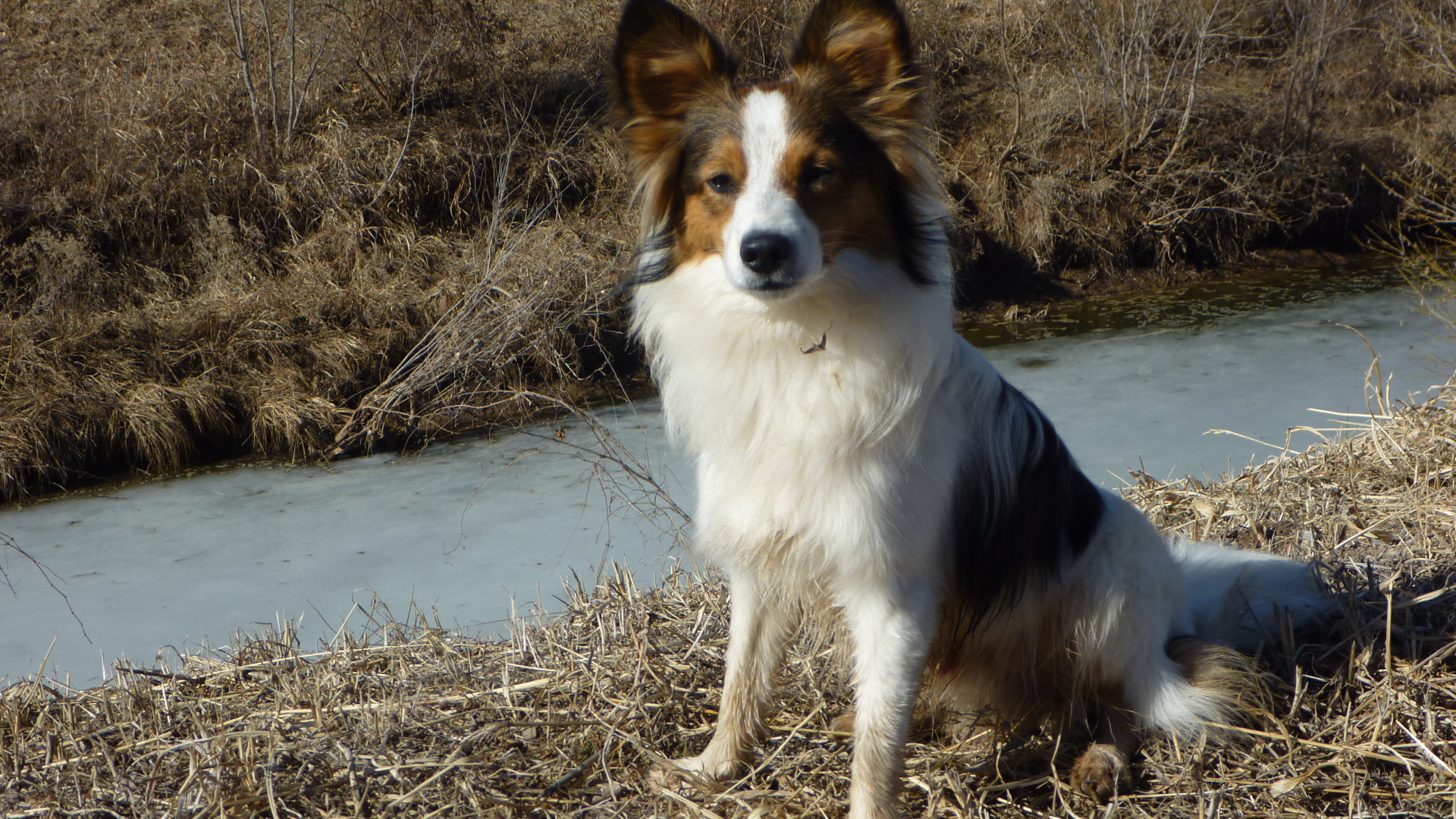 Папильон на берегу ручья