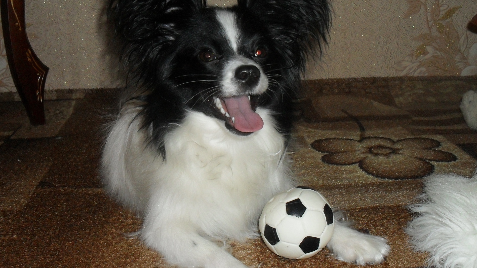 Папильон играет в футбол