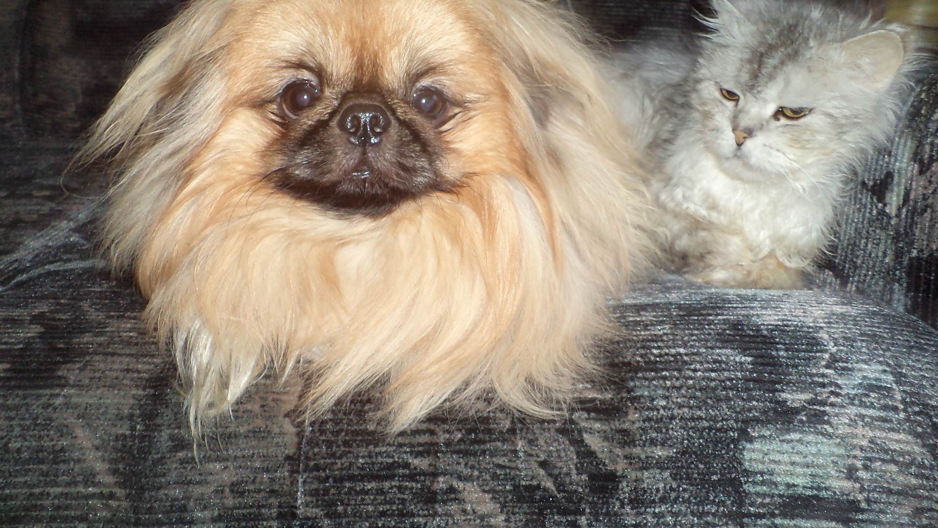 Пекинес и недовольный кот