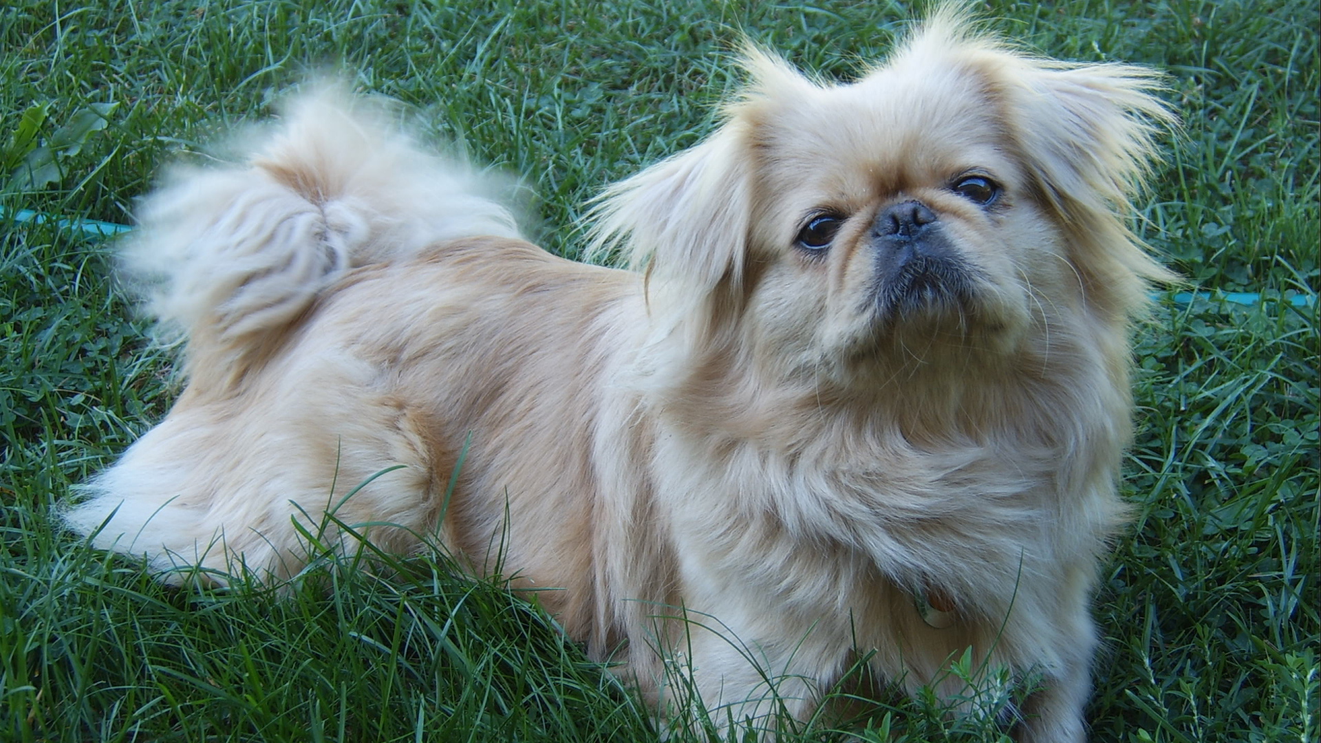 Пекинес лежит на траве