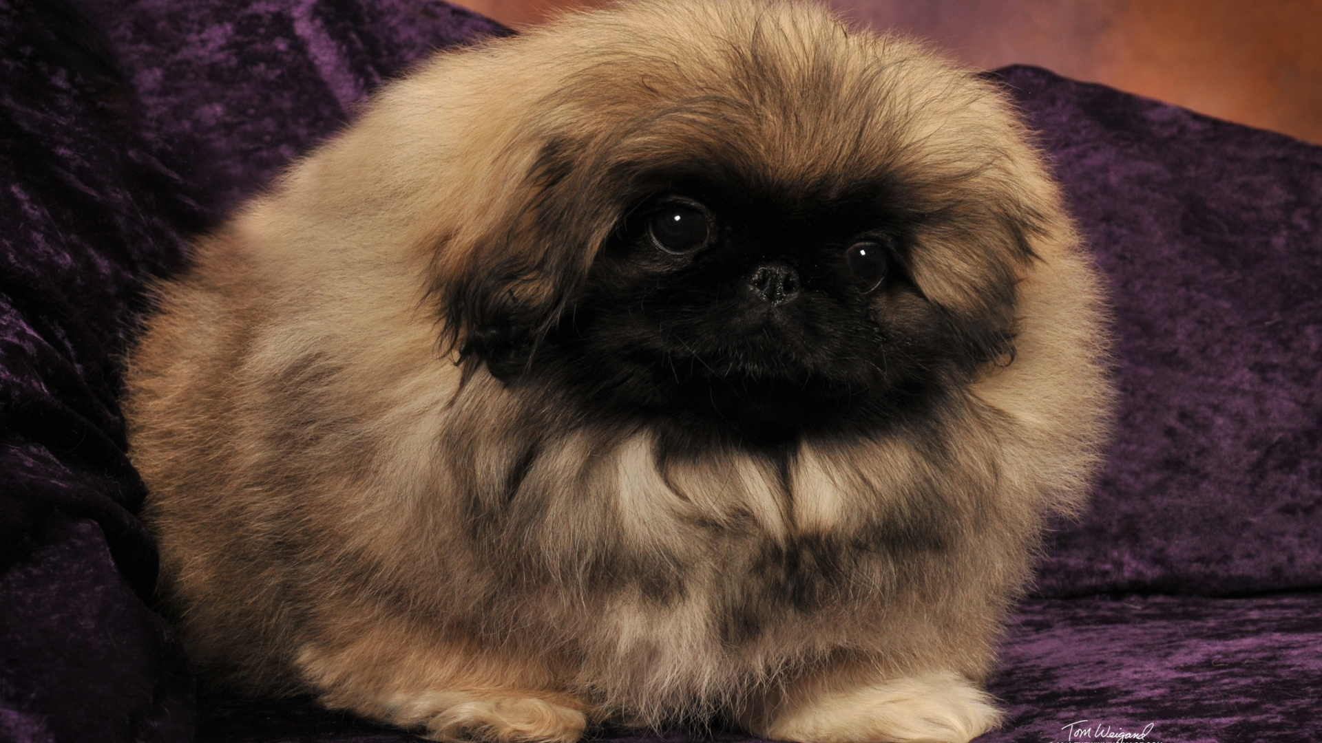 Пекинес на сиреневом диване