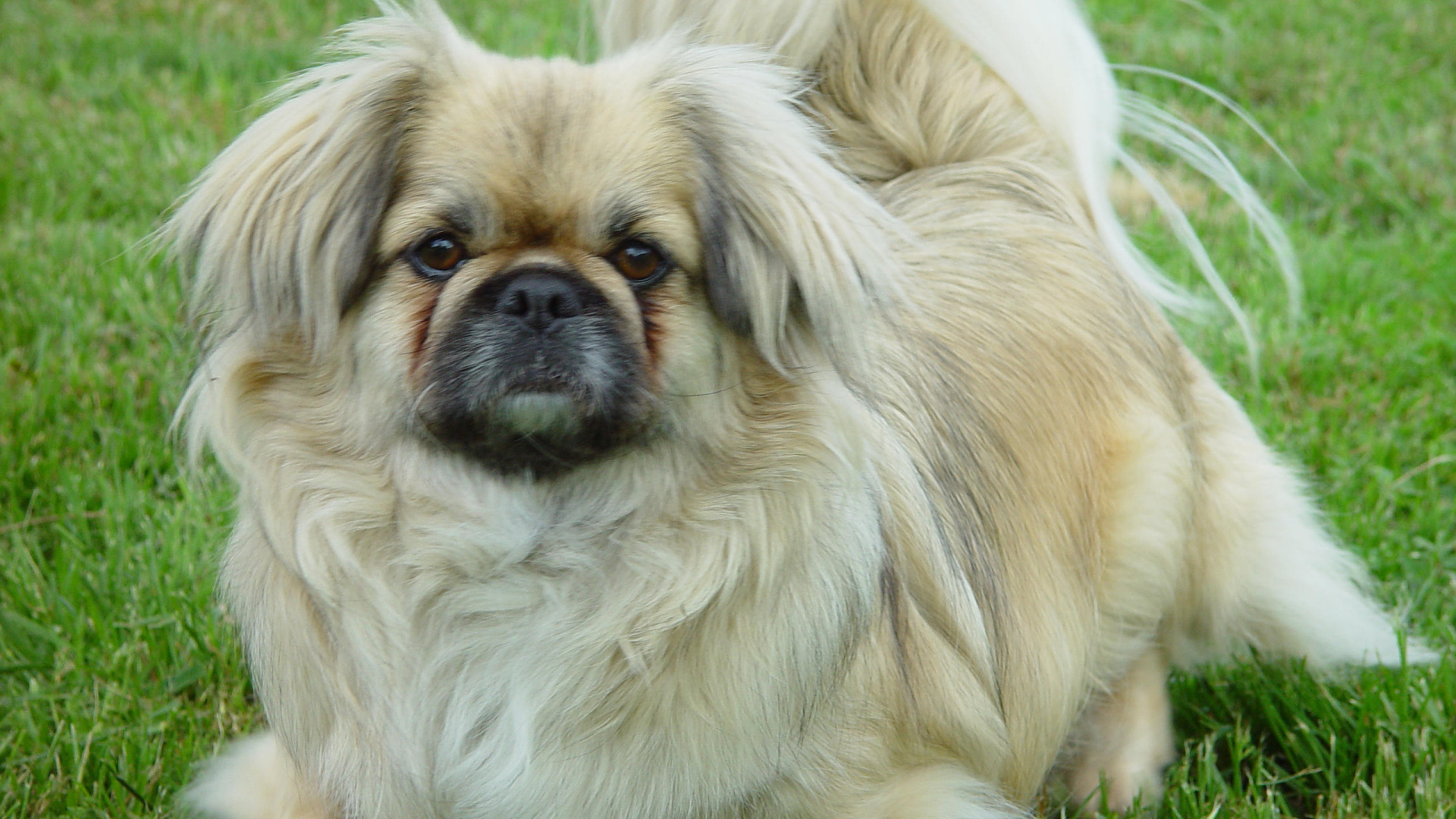 Пекинес на газоне