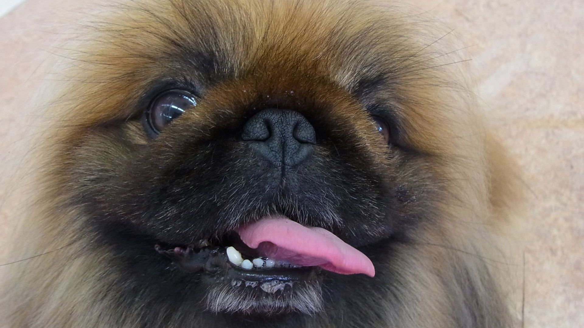 Пекинес показывает зубы