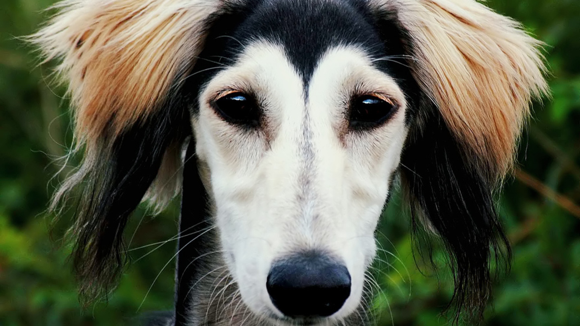 Персидская борзая салюки