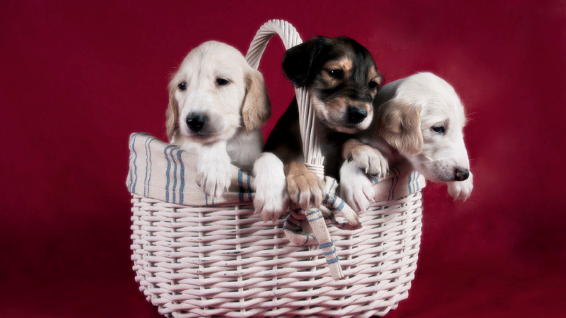 Щенки персидской борзой салюки