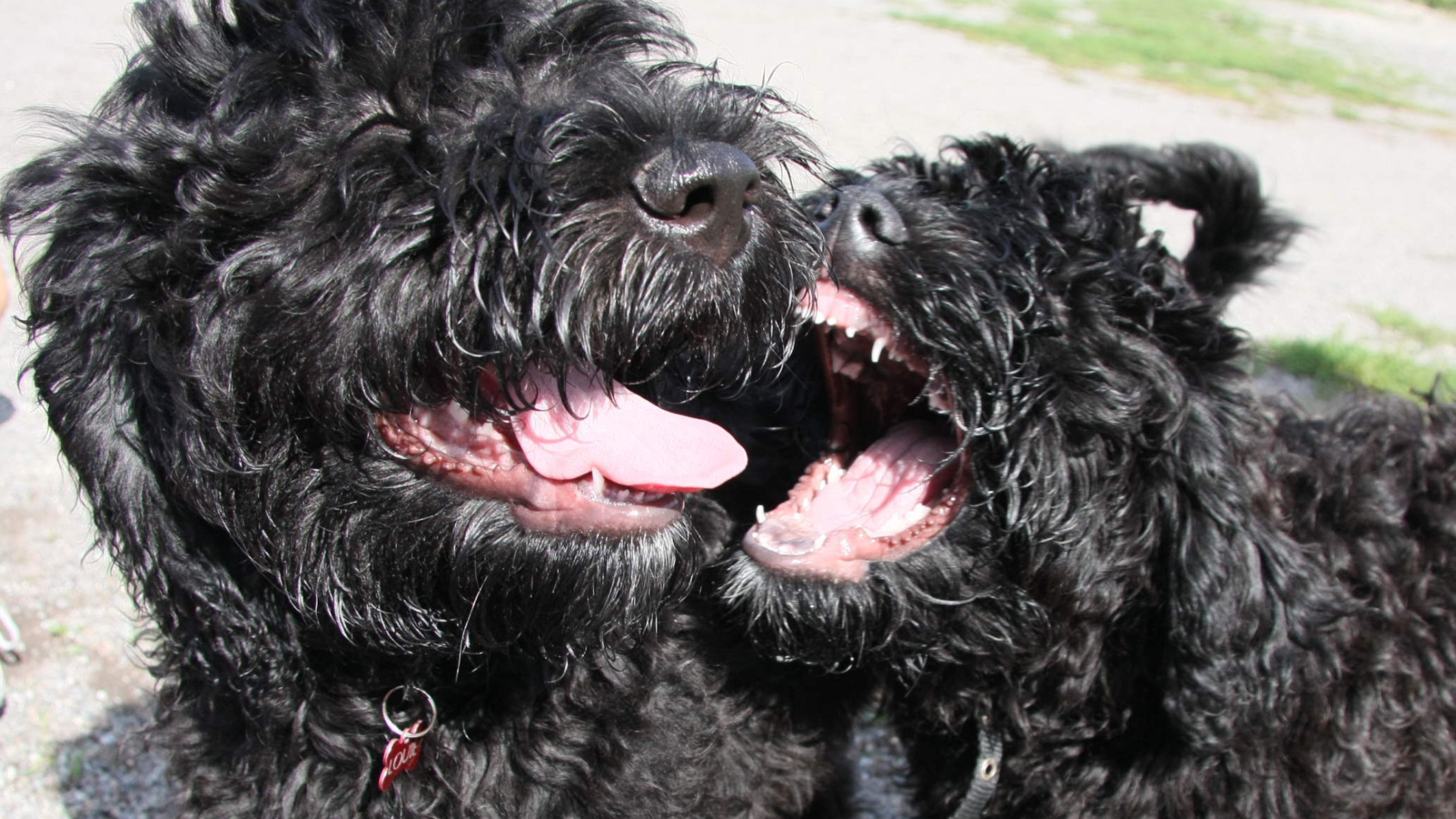 Игривые собаки барбет