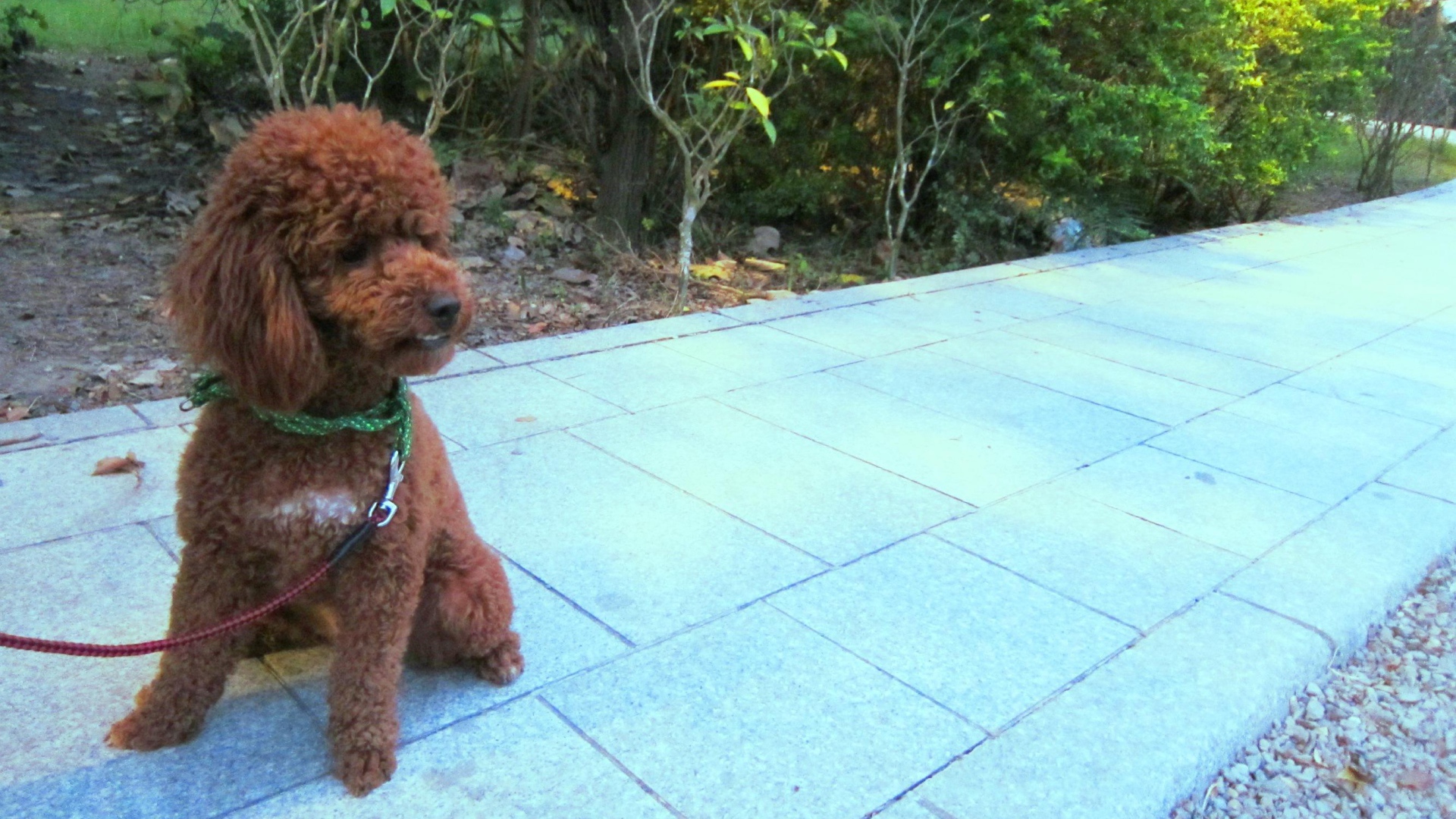 Пудель на прогулке