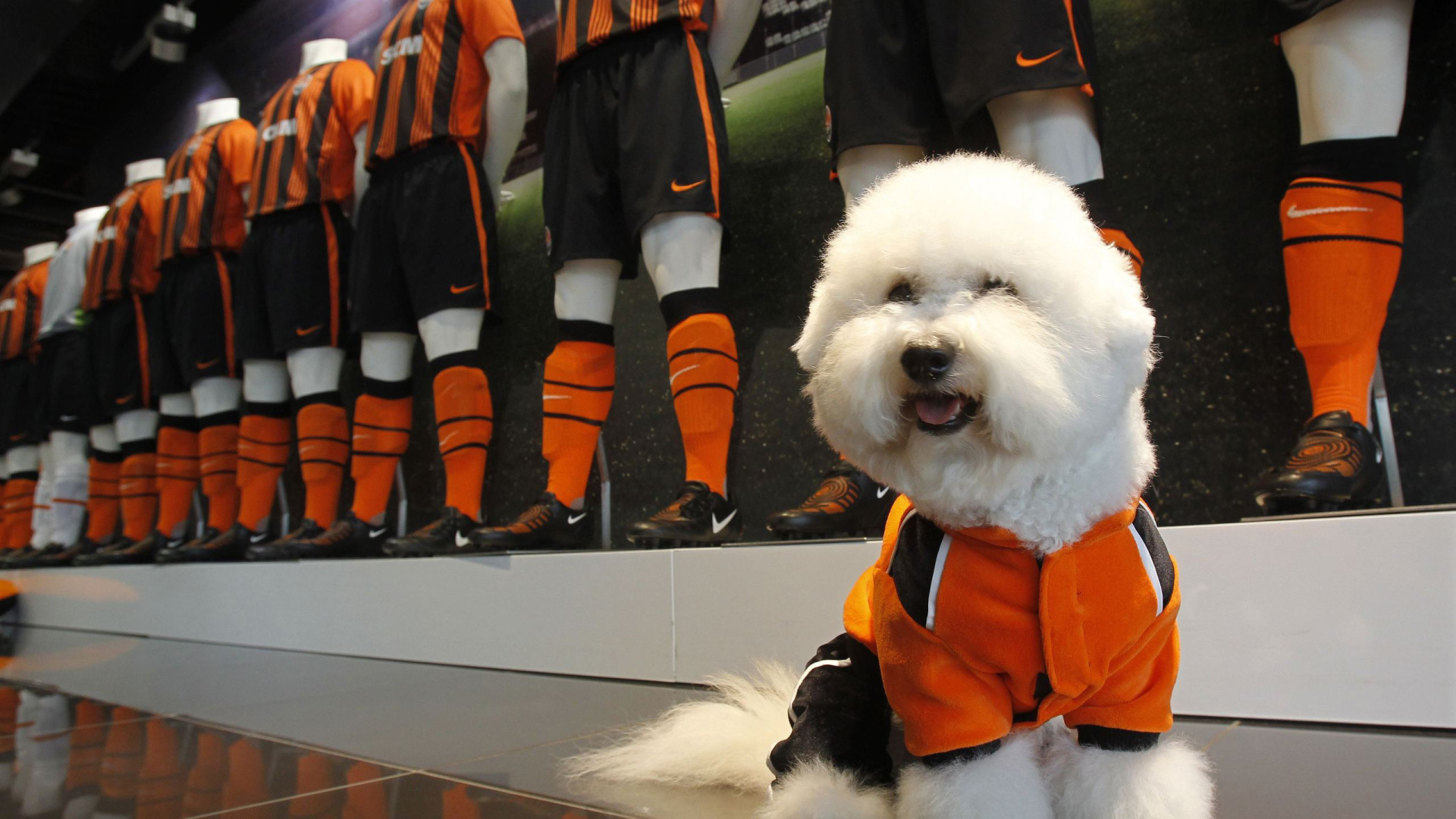 Пудель в спортивной форме