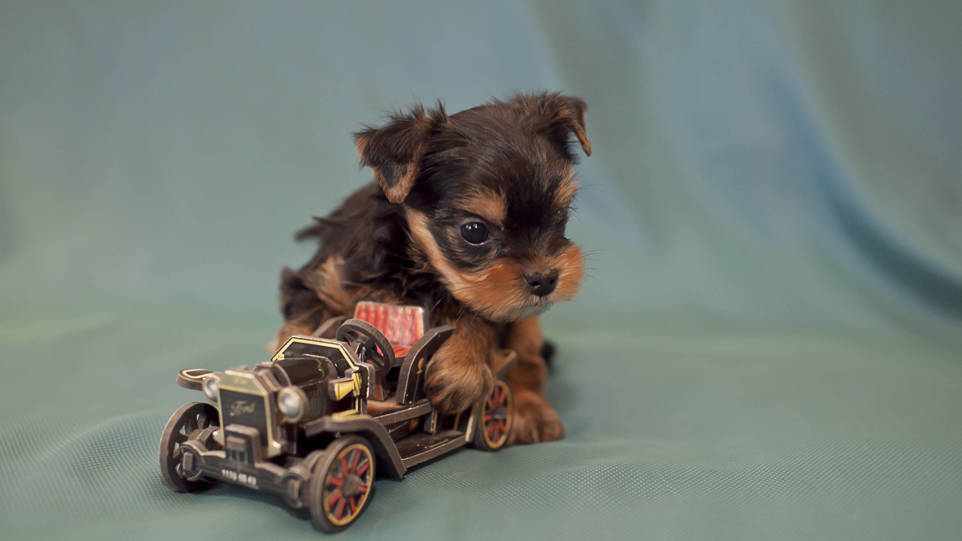 Щенок бивер йорк