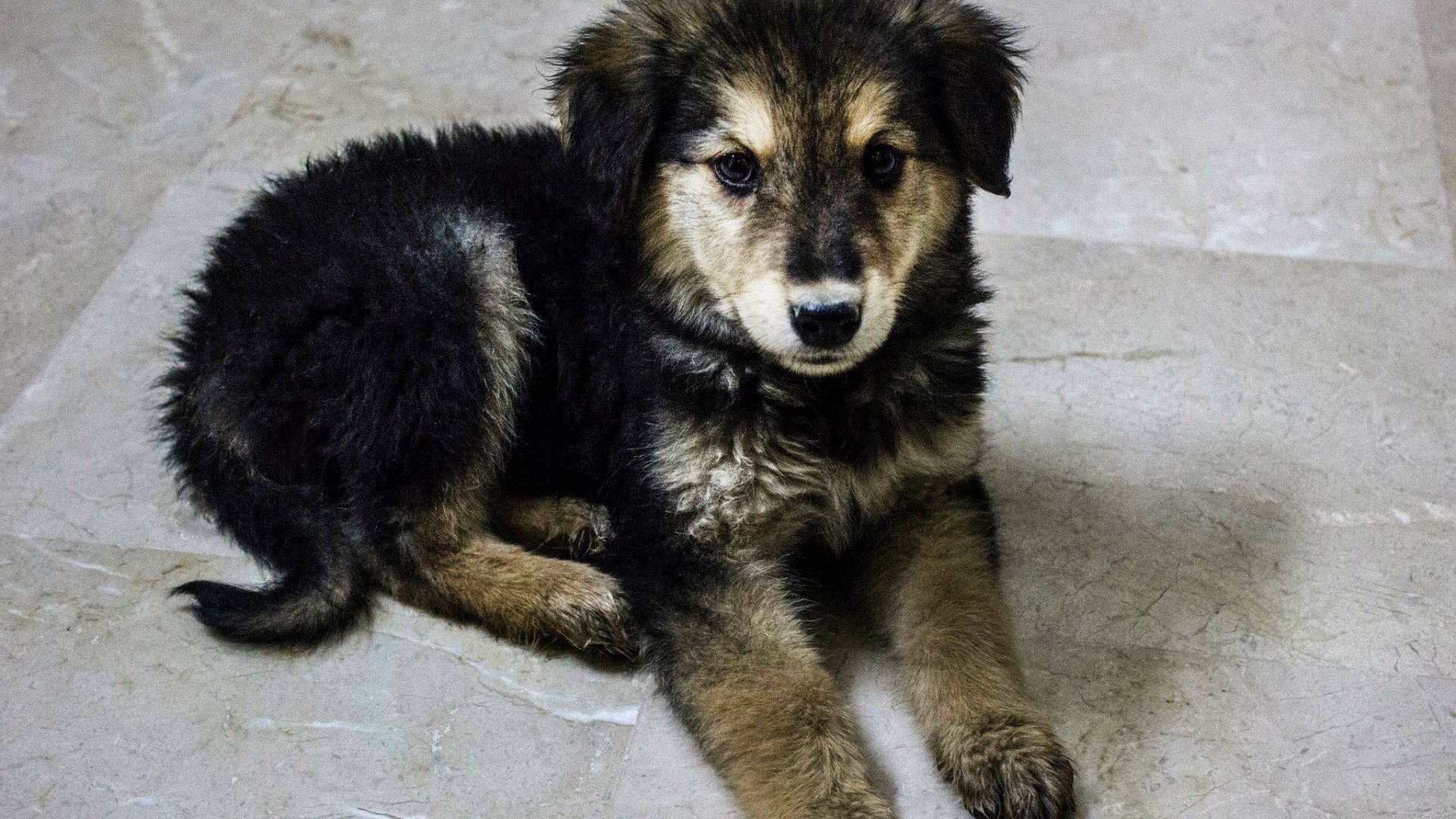 Щенок собаки муди