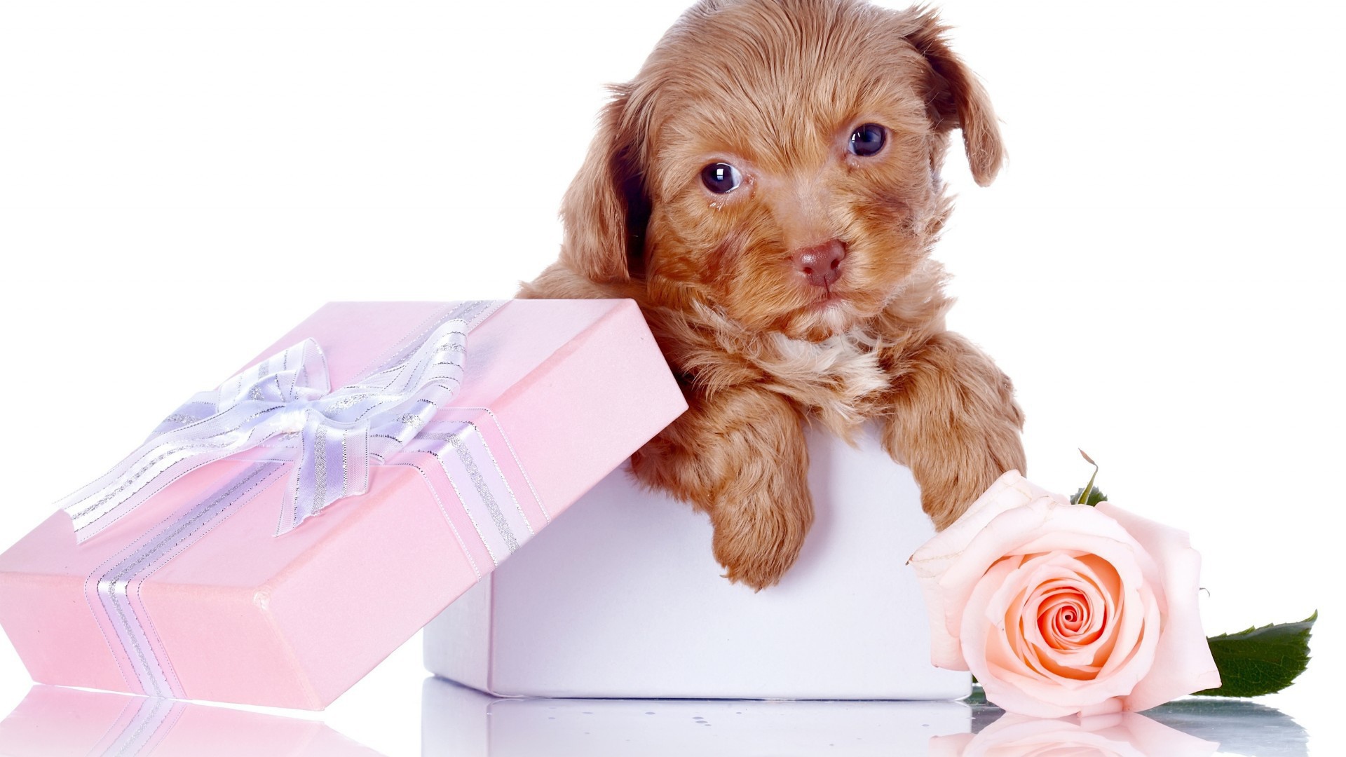 Щенок в коробке