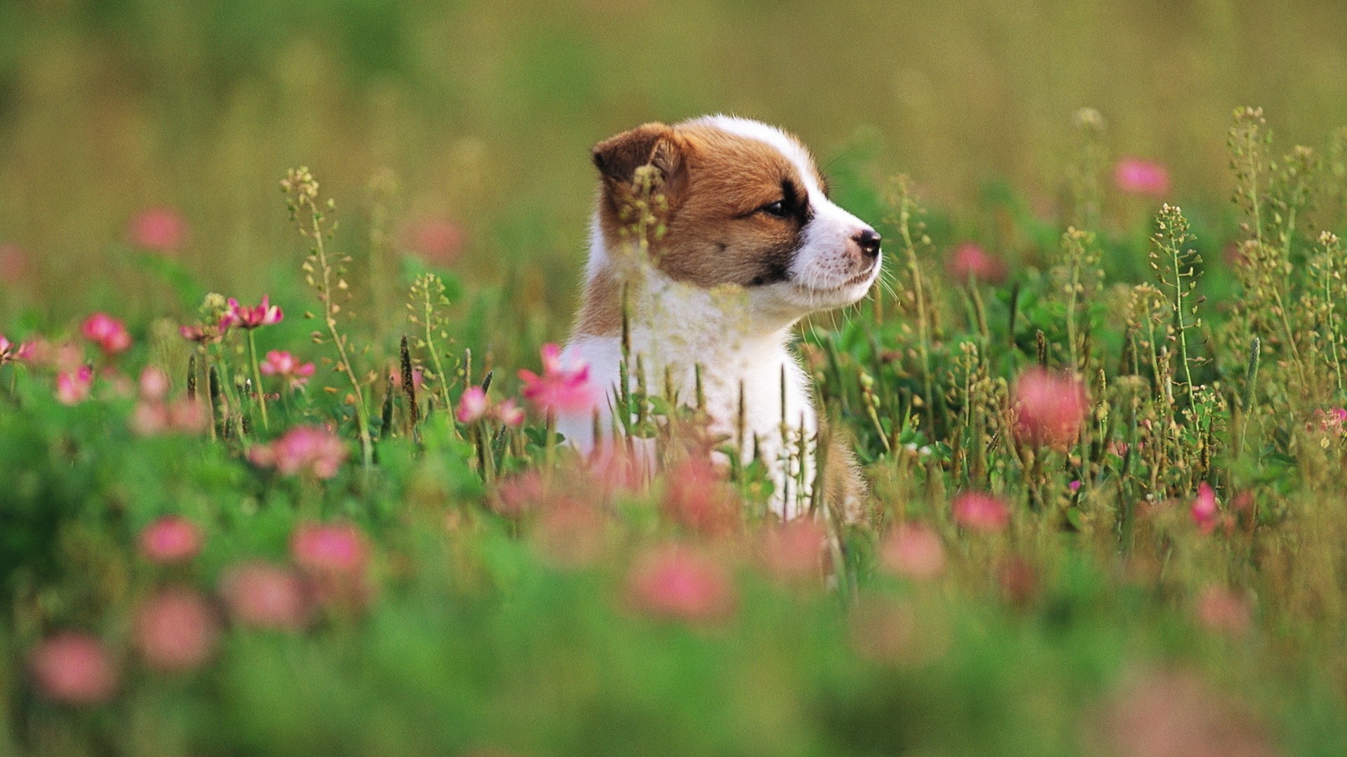 Щенок сидит в траве