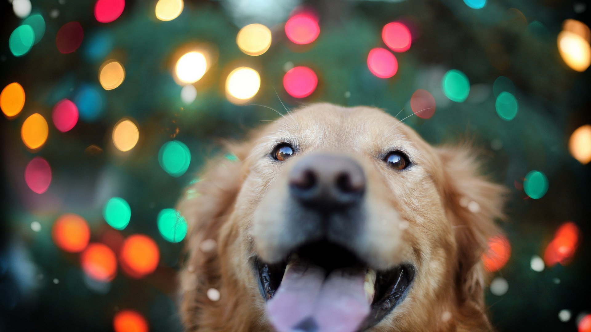 Ретривер на фоне огней