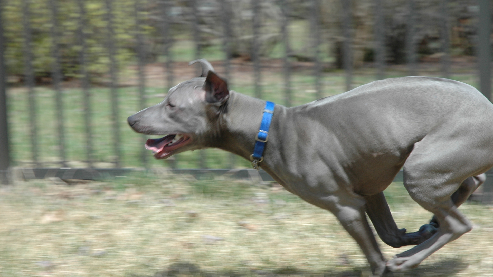 Бег тайского риджбека