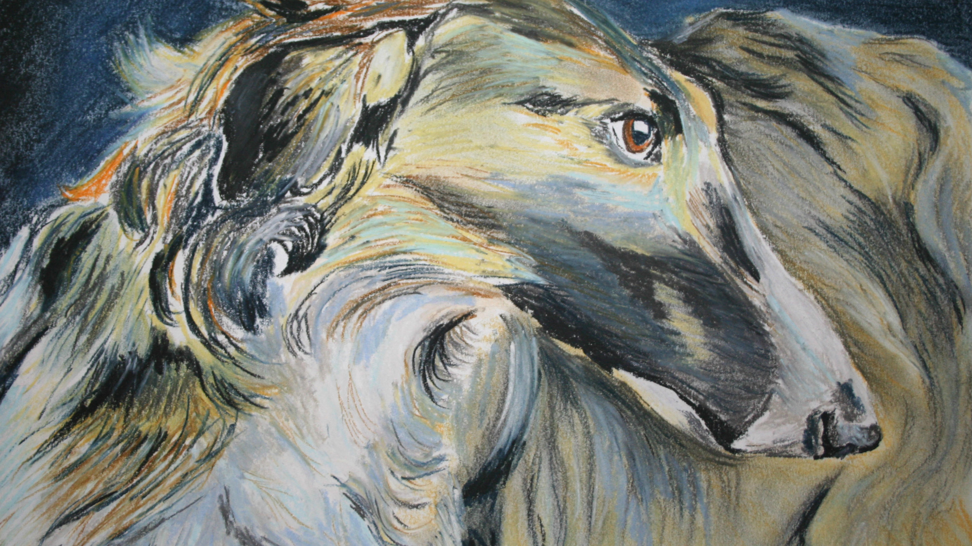 Русская борзая на рисунке