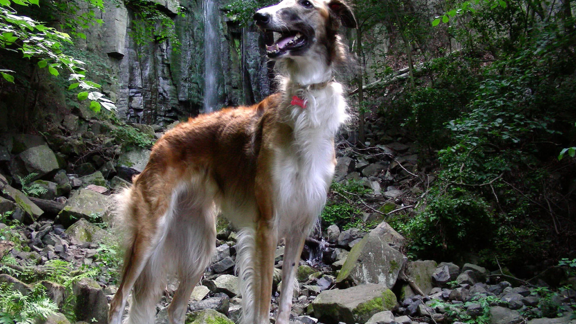 Русская борзая в лесу