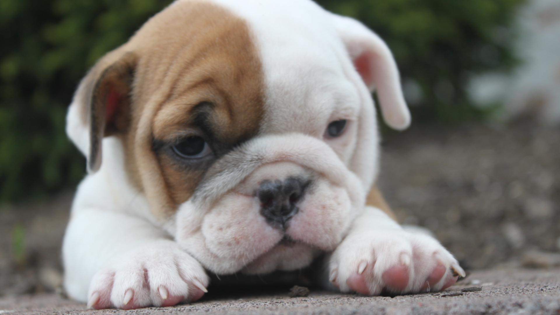 Грустный щенок английского бульдога