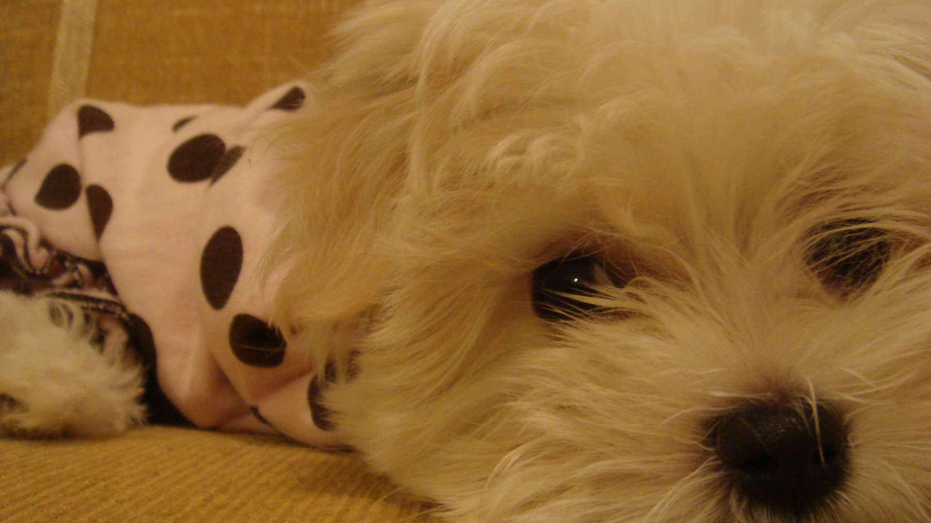 Грустные глаза у болонки