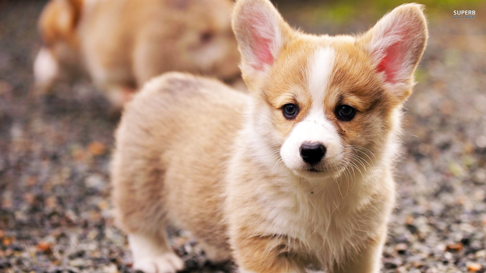 Грустный щенок вельш-корги